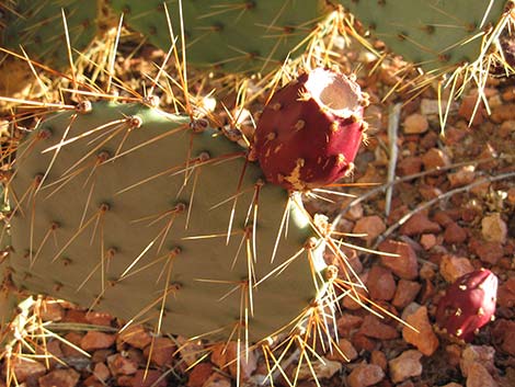 Cactus Apple Pricklypear (Opuntia engelmannii)