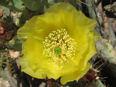 Cactus Apple Pricklypear (Opuntia engelmannii)