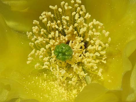 Cactus Apple Pricklypear (Opuntia engelmannii)