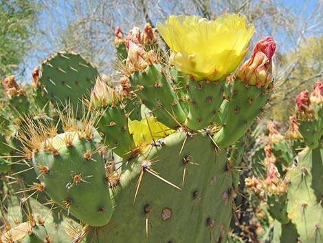 Cactus Apple Pricklypear (Opuntia engelmannii)