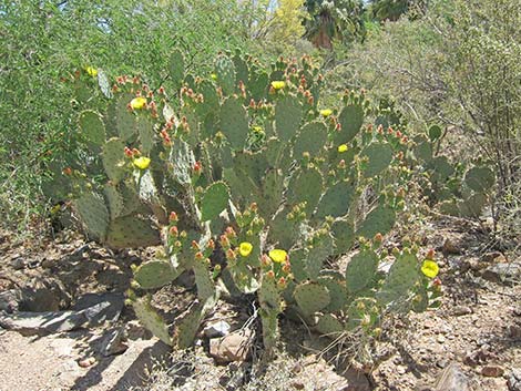 Cactus Apple Pricklypear (Opuntia engelmannii)