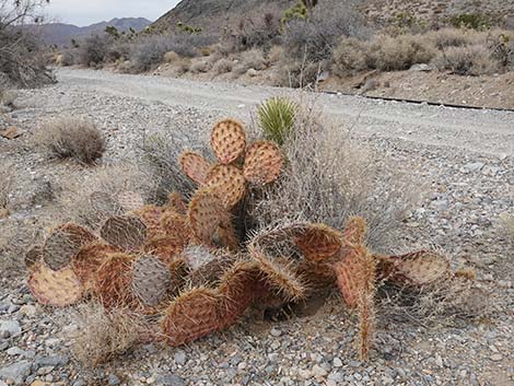 Cactus Apple Pricklypear (Opuntia engelmannii)