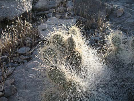 Grizzlybear Cactus (Opuntia polyacantha var. erinacea)