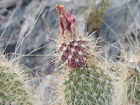 Grizzlybear Cactus (Opuntia polyacantha var. erinacea)