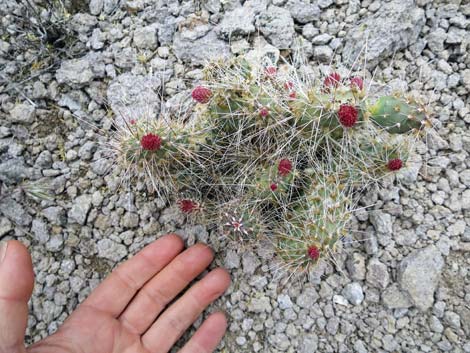 Porcupine Pricklypear (Opuntia polyacantha var. hystricina)