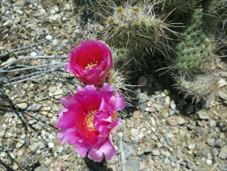 Porcupine Pricklypear (Opuntia polyacantha var. hystricina)