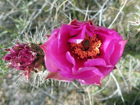 Porcupine Pricklypear (Opuntia polyacantha var. hystricina)