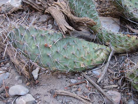 Hairspine Cactus (Opuntia polyacantha var. polyacantha)