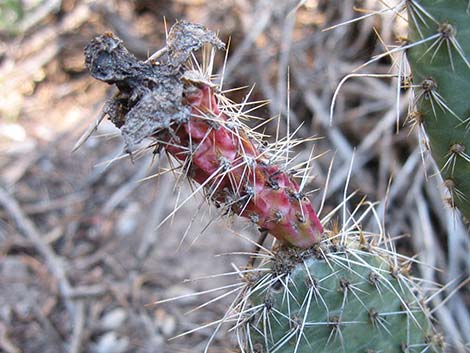 Hairspine Cactus (Opuntia polyacantha var. polyacantha)