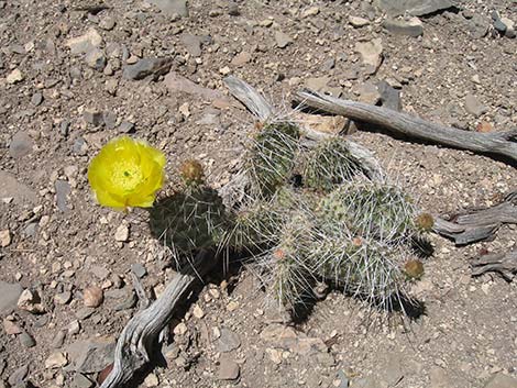 Hairspine Cactus