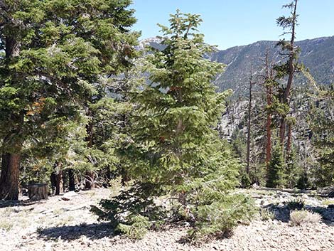 White Fir (Abies concolor)