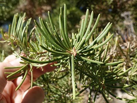 White Fir (Abies concolor)