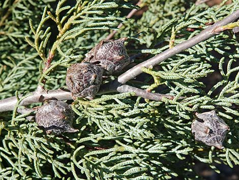 Arizona Cypress (Cupressus arizonica)