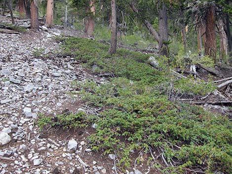 Common Juniper (Juniperus communis)