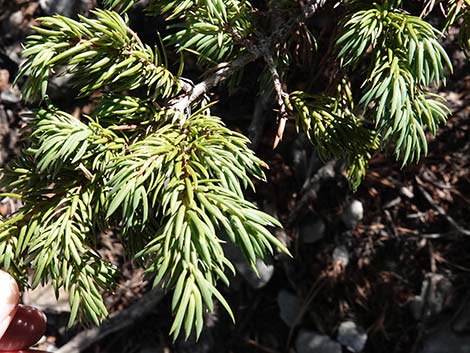 Common Juniper (Juniperus communis)