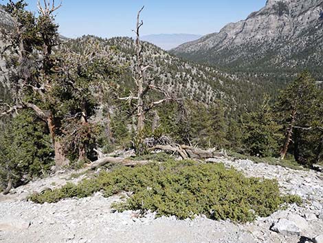 Common Juniper (Juniperus communis)