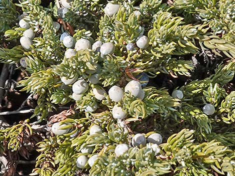 Common Juniper (Juniperus communis)