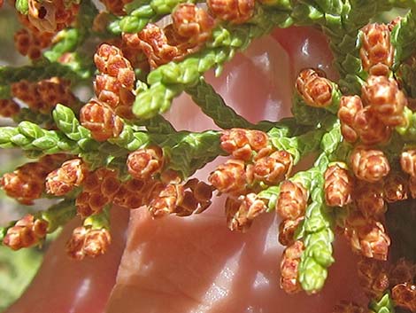 One-Seed Juniper (Juniperus monosperma)