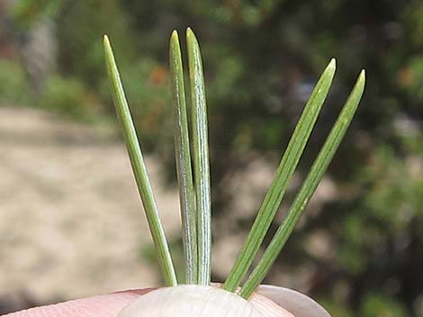 Southern Foxtail Pine (Pinus balfouriana austrina)