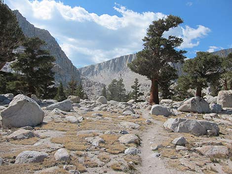 Southern Foxtail Pine (Pinus balfouriana austrina)