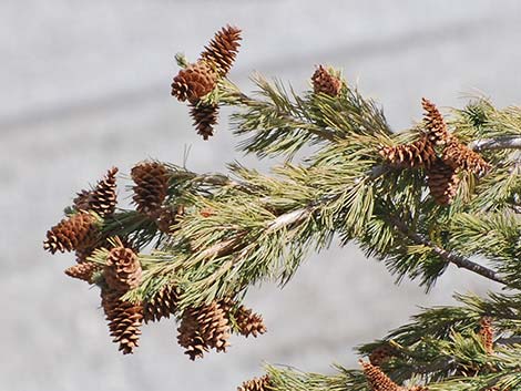 Limber Pine (Pinus flexilis)