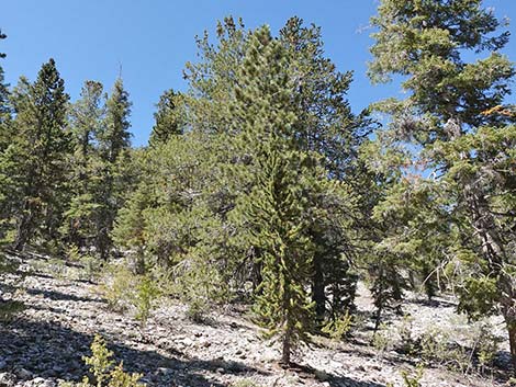 Limber Pine (Pinus flexilis)