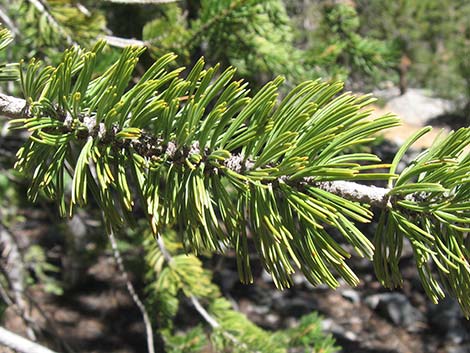 Great Basin Bristlecone Pine (Pinus longaeva)