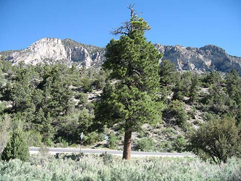 Ponderosa Pine (Pinus ponderosa)