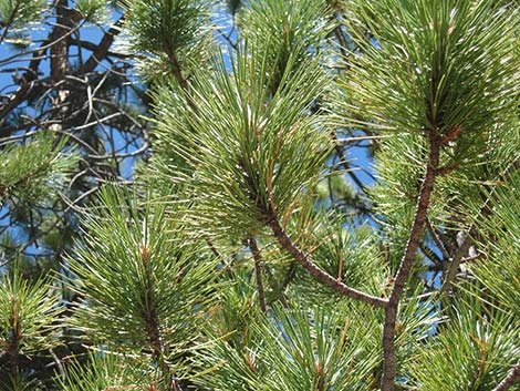 Ponderosa Pine (Pinus ponderosa)