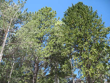 Ponderosa Pine (Pinus ponderosa)