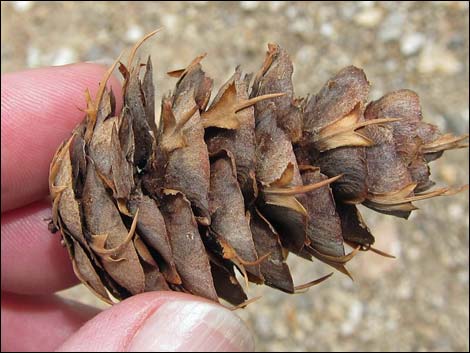 Douglas Fir (Pseudotsuga menziesii)