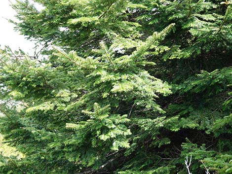 Douglas Fir (Pseudotsuga menziesii)