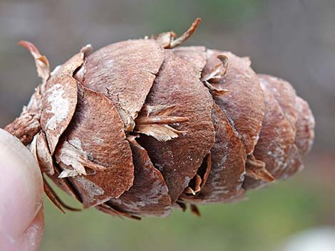 Douglas Fir (Pseudotsuga menziesii)