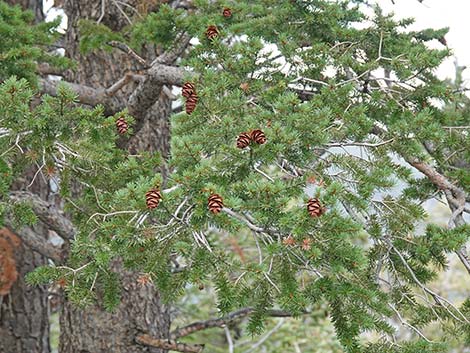 Douglas Fir (Pseudotsuga menziesii)