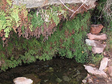 Common Maidenhair (Adiantum capillus-veneris)