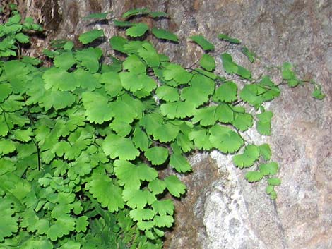 Common Maidenhair Fern (Adiantum capillus-veneris)