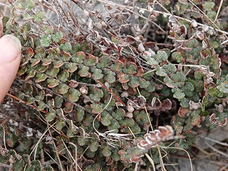 Cochise Scaly Cloak Ferns (Astrolepis cochisensis)