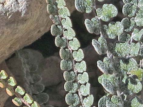 Cochise Scaly Cloak Ferns (Astrolepis cochisensis)