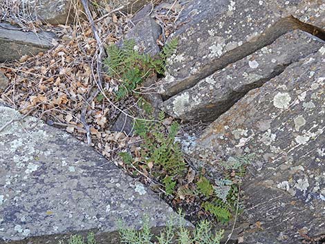 Coville's Lipfern (Cheilanthes covillei)