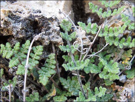 Parry's Lipfern (Cheilanthes parryi)