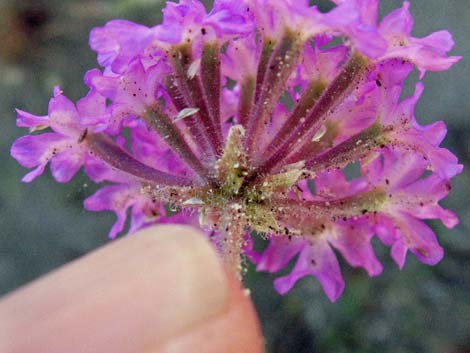 Desert Sand Verbena (Abronia villosa)