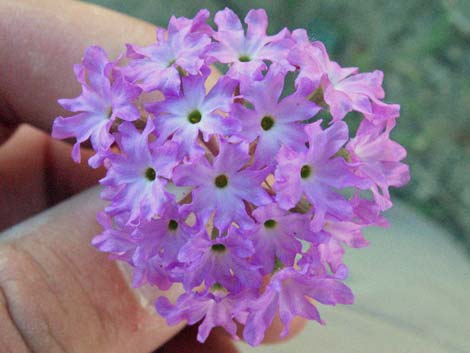 Desert Sand Verbena (Abronia villosa)