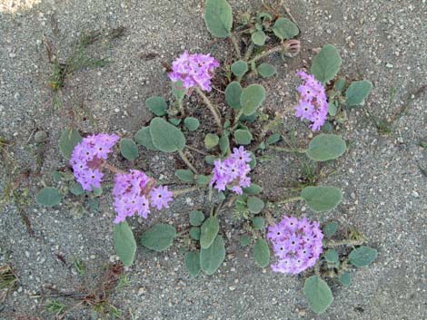 Desert Sand Verbena (Abronia villosa)