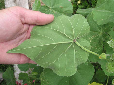 Velvetleaf (Abutilon theophrasti)