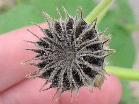 Velvetleaf (Abutilon theophrasti)