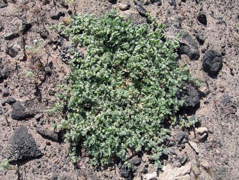 Frost Mat (Achyronychia cooperi)