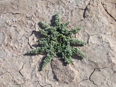 Frost Mat (Achyronychia cooperi)