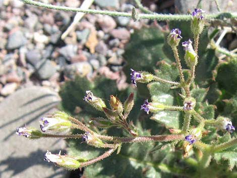 Broadleaf Gilia (Aliciella latifolia)