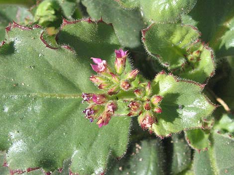 Broadleaf Gilia (Aliciella latifolia)