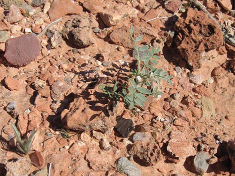 Three-corner Milkvetch (Astragalus geyeri var. triquetrus)